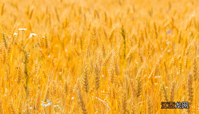 小麦底肥复合肥每亩需要多少公斤