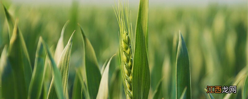 小麦底肥复合肥每亩需要多少公斤