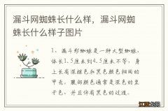 漏斗网蜘蛛长什么样，漏斗网蜘蛛长什么样子图片