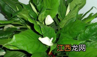 多年生草本植物万年青开花预兆什么