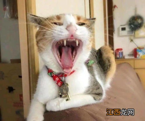 孩子被猫抓伤了脸怎么办