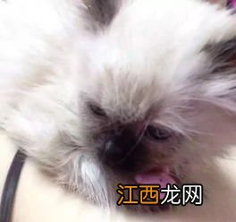 孩子被猫抓伤了脸怎么办