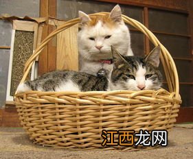 孩子被猫抓伤了脸怎么办