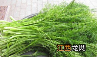 茴香是热性还是凉性 茴香属于什么性质