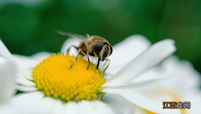 十一月份蜜蜂还分蜂吗为什么 十一月份蜜蜂还分蜂吗
