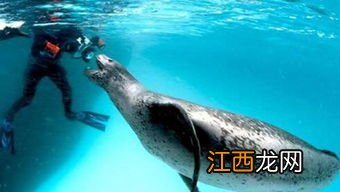 海豹会攻击人吗