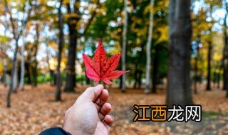 红枫适合种在室内吗，红枫可以种在室外吗