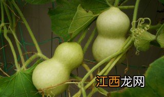 室内适合种葫芦吗北方，室内适合种葫芦吗北方好