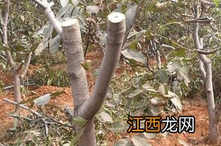 桂花树实生和嫁接哪个更好