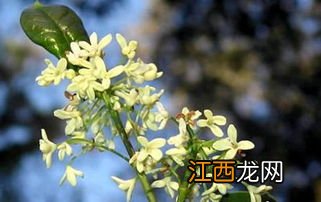 桂花树实生和嫁接哪个更好