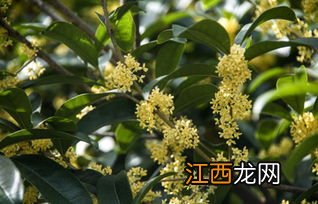 桂花树实生和嫁接哪个更好