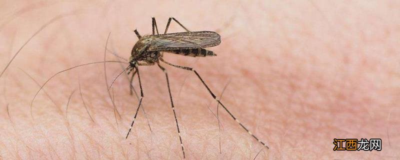 家里蚊虫比较多有什么办法