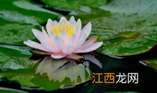 莲花的开花季节，莲花的开花季节是什么