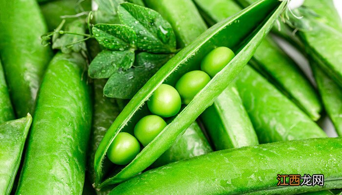 兰豆苗的种植方法和时间 兰豆的种植方法和时间