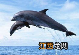 海豚如何互相交谈