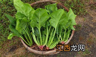 秋天适合种什么蔬菜和植物 秋天适合种什么蔬菜