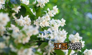 卧室内适合养什么绿色植物 卧室里适合养什么绿色植物