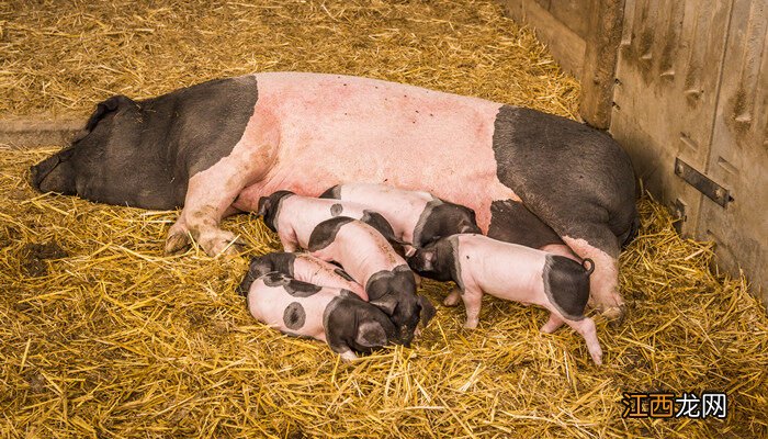 烤乳猪是不是小猪仔 乳猪是小猪仔吗