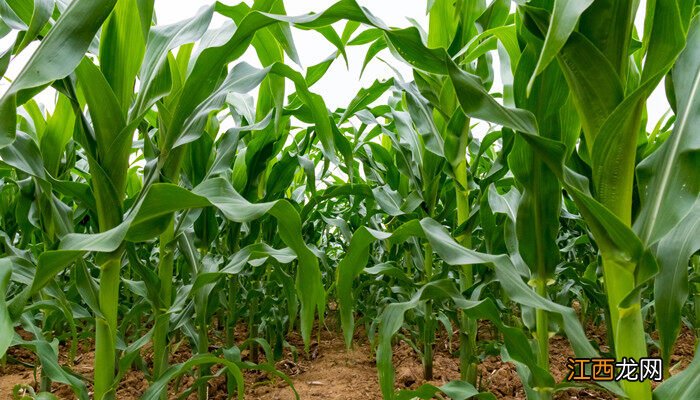 10个最好玉米品种 农大372和登海605哪个产量高