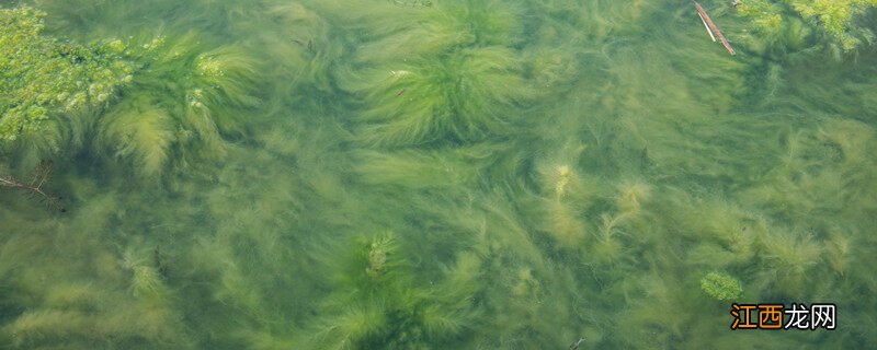 藻类植物的特点是什么 藻类植物的特点