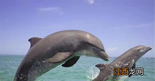 海豚为什么不怕墨鱼
