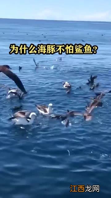 海豚为什么不怕墨鱼