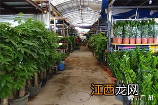 桂林的花店哪家花最好