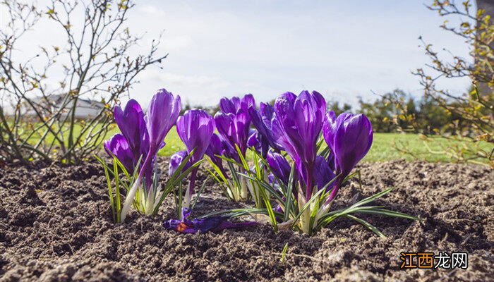 藏红花的养殖方法与注意事项 藏红花的养殖方法