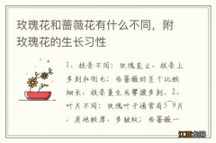 玫瑰花和蔷薇花有什么不同，附玫瑰花的生长习性