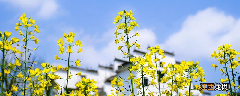 遇到油菜倒伏怎么办拔到还是扶正