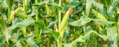玉米大豆带状复合种植技术图片 玉米大豆带状复合种植技术