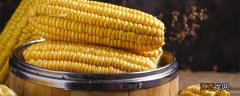 玉米品种沃玉21 玉米沃玉111产量如何