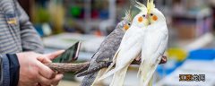 玄凤鹦鹉发抖的几种原因是什么 玄凤鹦鹉发抖的几种原因