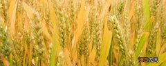 众麦2号小麦介绍 众岱100小麦品种介绍