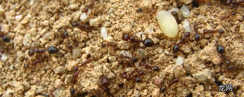 蚂蚁怕什么东西房间里有蚂蚁