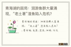 青海湖的困局：洄游鱼群大量涌现，“老土著”湟鱼陷入危机？