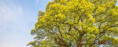 驱蚊绿植排名第一名 最有效的驱蚊树木