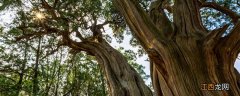 中国最贵的三棵树 黄帝陵最古老的树