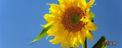 太阳花的寿命有几年 太阳花隔着玻璃晒太阳行吗