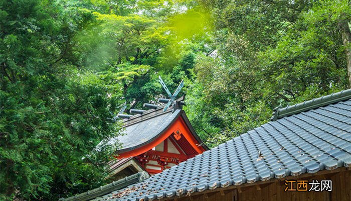 沉香树苗种几年才能结沉香 沉香树苗适合在哪里种植