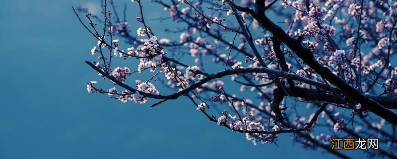 独占人间第一春是什么诗的诗句 独占人间第一春指什么花
