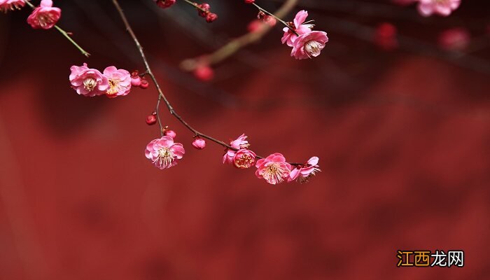 独占人间第一春是什么诗的诗句 独占人间第一春指什么花