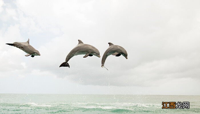 海豚种类的图片及名称大全 海豚种类