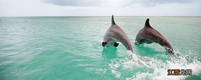 海豚种类的图片及名称大全 海豚种类