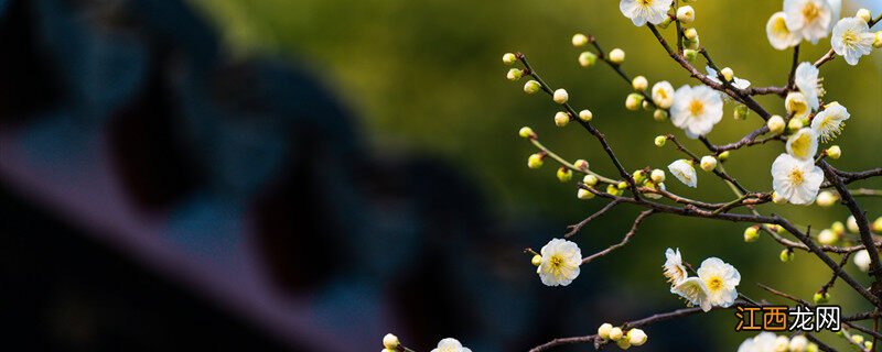 冬天什么花开花 冬天什么花开