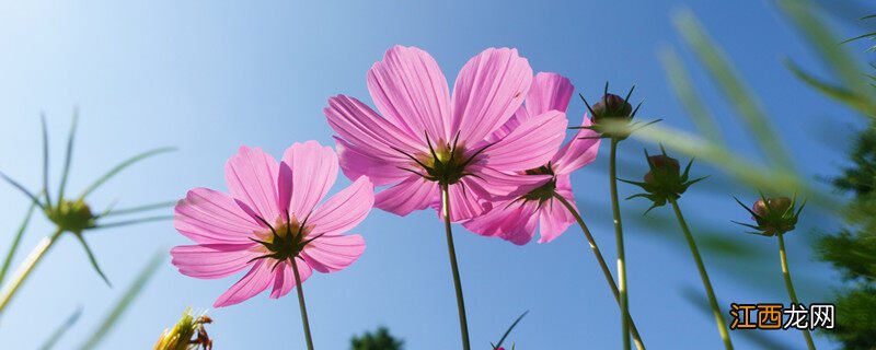 格桑花几月份开花 格桑花几月开花