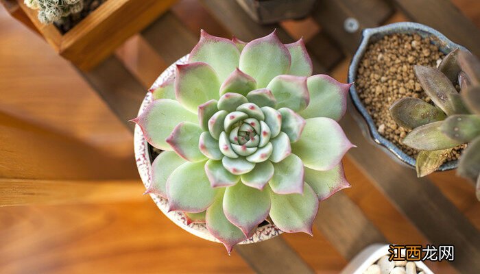 多肉扦插后多久再浇水好 多肉扦插后多久再浇水