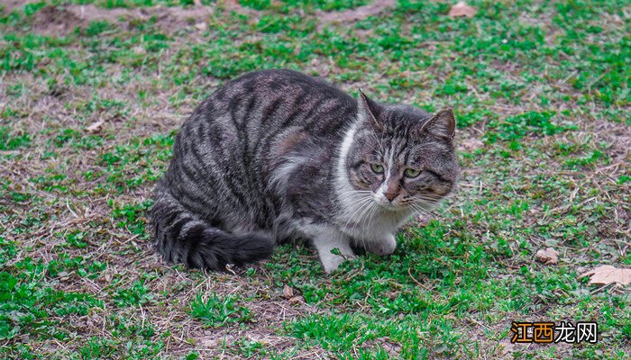 哪些植物可以当猫草 普通的草可以代替猫草吗