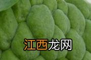 菠萝蜜臭味怎么回事 菠萝蜜不甜放放能甜吗