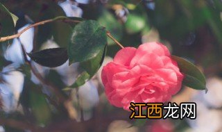 什么花朵适合养在客厅门口 什么花朵适合养在客厅